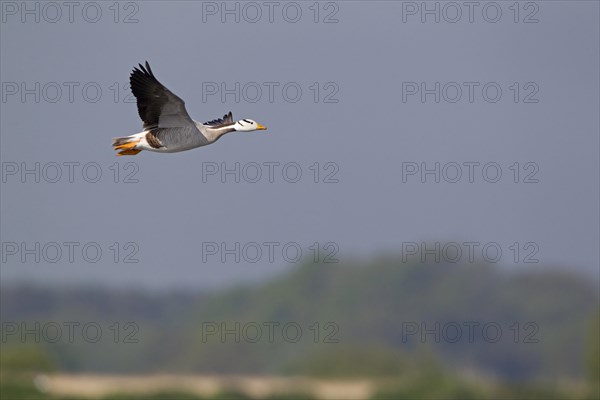 Bar-headed Goose (Anser indicus)