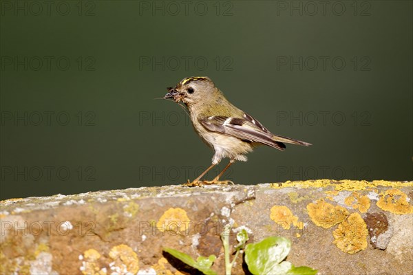 Goldcrest (Regulus regulus)