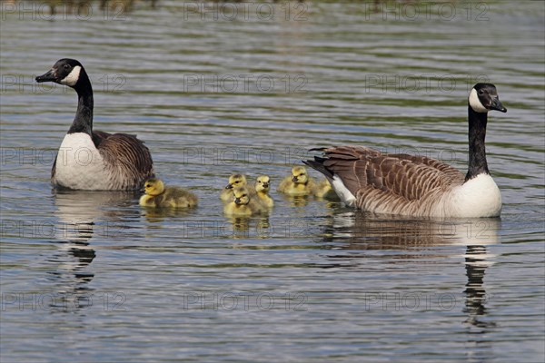 Canada Goose (Branta canadensis)