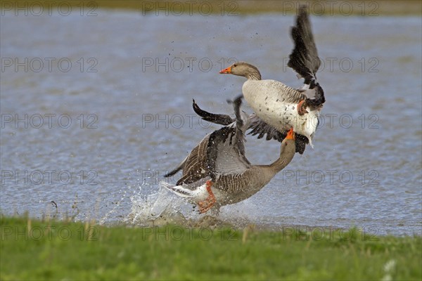 Greylag Goose (Anser anser)