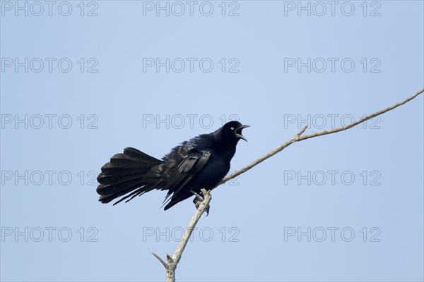 Great-tailed Grackle (Quiscalus mexicanus)