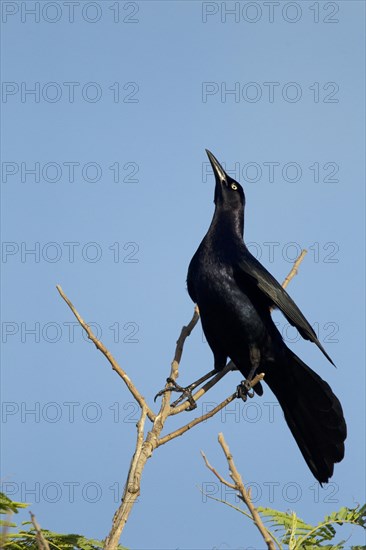 Great-tailed Grackle (Quiscalus mexicanus)