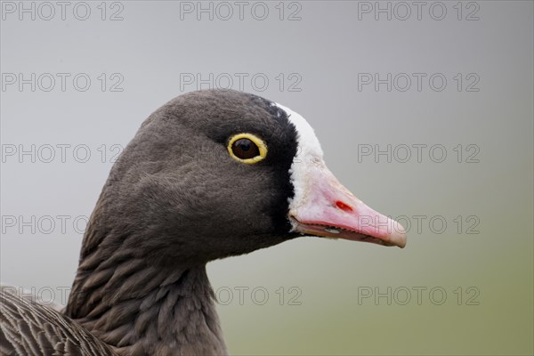 Lesser White-fronted Goose (Anser erythropus) adult