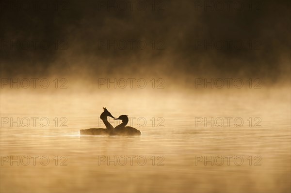 Great Crested Grebe (Podiceps cristatus)