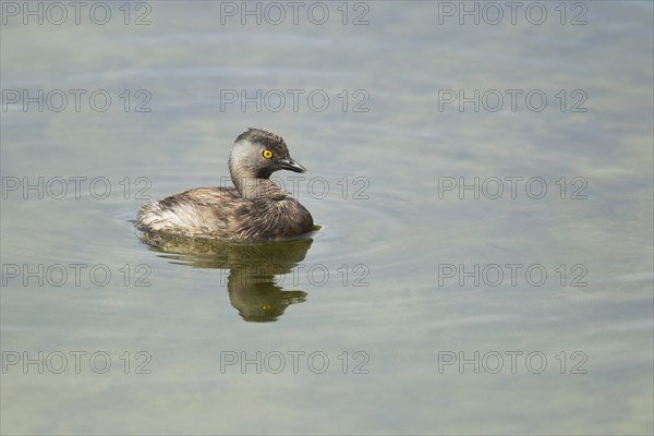 Least Grebe (Tachybaptus dominicus)