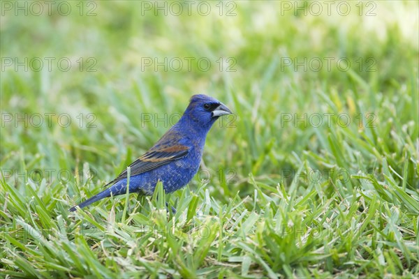 Blue Grosbeak (Passerina caerulea)