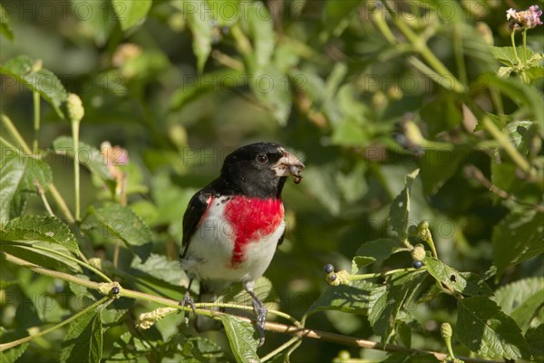 Rose-breasted Grosbeak (Pheucticus ludovicianus)