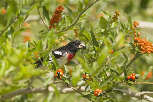 Rose-breasted Grosbeak (Pheucticus ludovicianus)