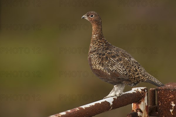 Red Grouse (Lagopus lagopus scoticus)