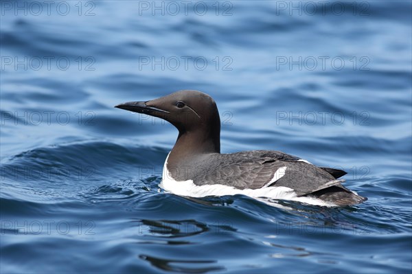 Common Guillemot (Uria aalge)