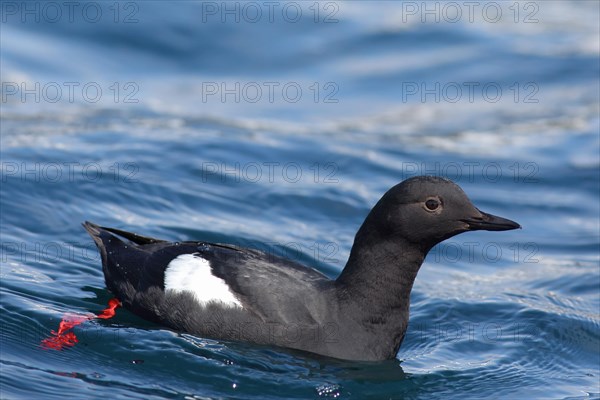 Pigeon Guillemot (Cepphus columba)