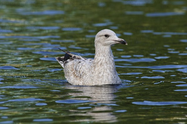 Herring Gull (Larus argentatus)