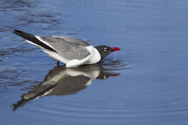Laughing Gull (Larus atricilla)