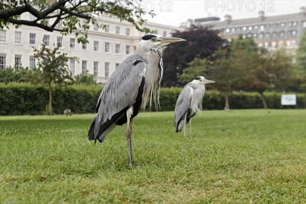 Grey Heron (Ardea cinerea)