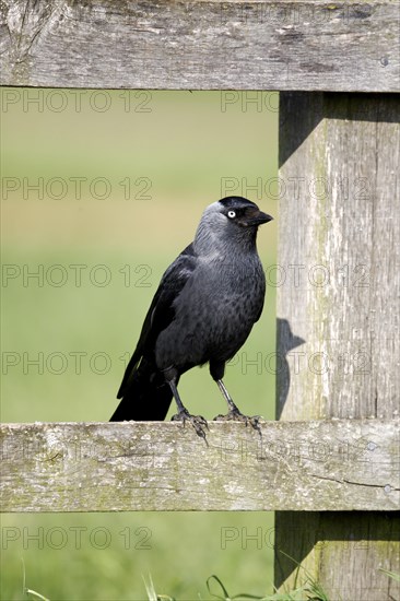 Jackdaw (Corvus monedula)