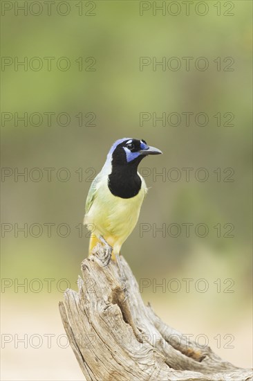 Green Jay (Cyanocorax yncas)