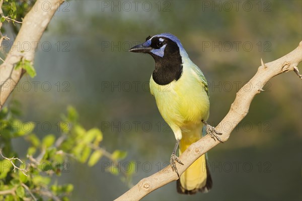 Green Jay (Cyanocorax yncas)