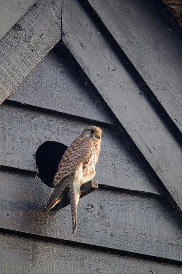 Common Kestrel (Falco tinnunculus)