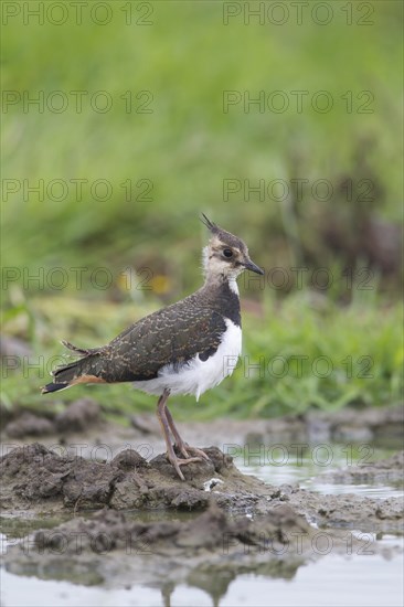 Northern Lapwing (Vanellus vanellus)