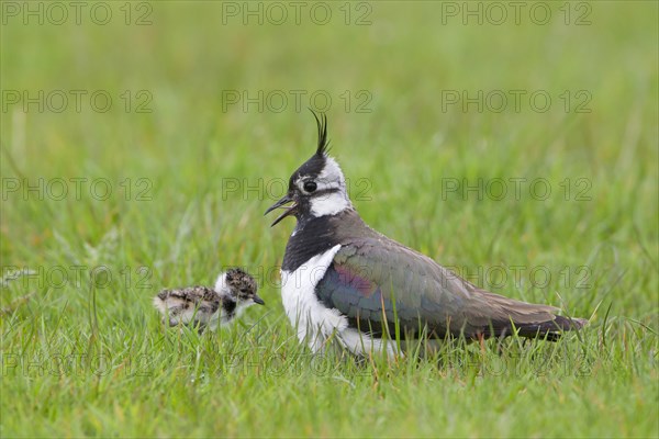 Northern Lapwing (Vanellus vanellus)