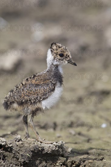 Northern Lapwing (Vanellus vanellus)