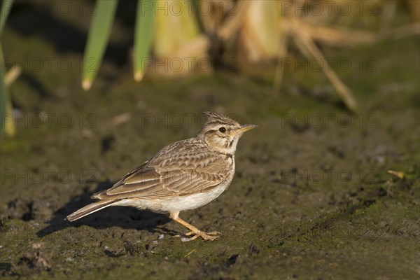 Crested Lark (Galerida cristata)