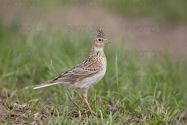 Skylark (Alauda arvensis)