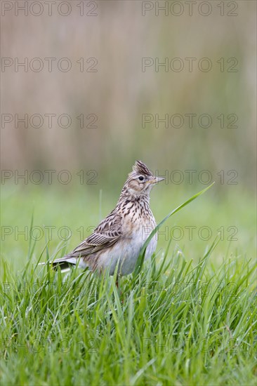 Skylark (Alauda arvensis)