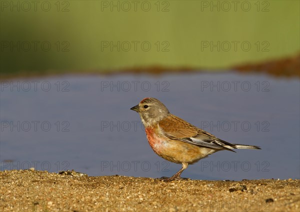 Eurasian Linnet (Carduelis cannabina)