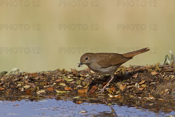 Common Nightingale (Luscinia megarhynchos)