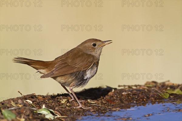 Common Nightingale (Luscinia megarhynchos)