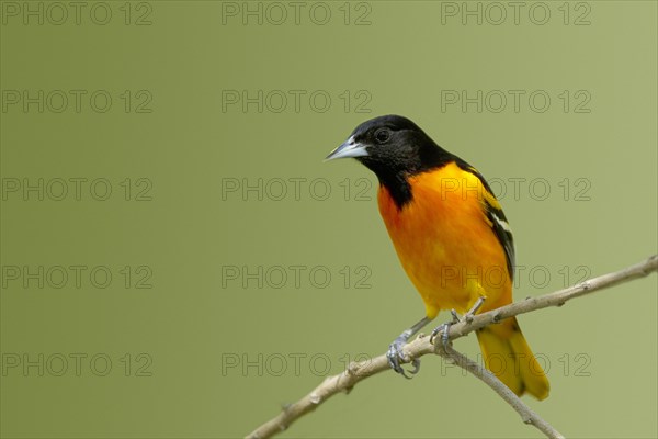 Baltimore Oriole (Icterus galbula)