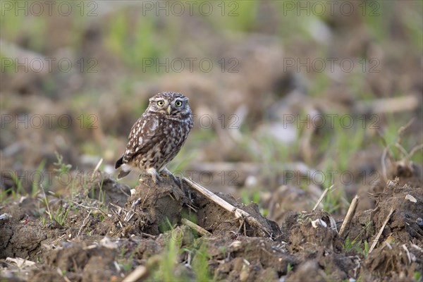 Little Owl (Athene noctua)