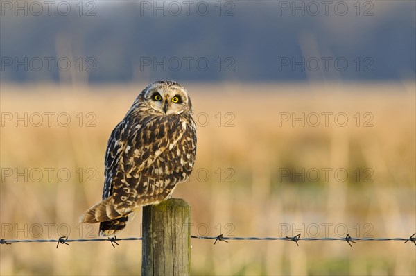 Short-eared Owl (Asio flammeus)
