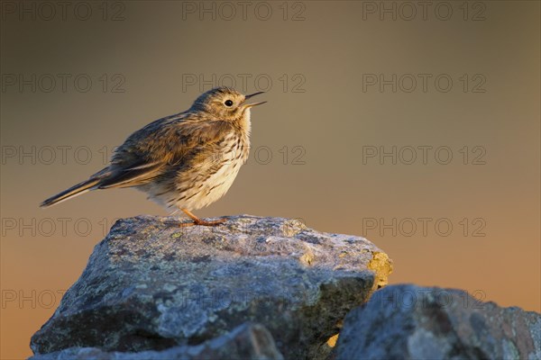 Meadow Pipit (Anthus pratensis)