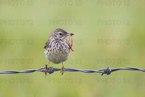 Meadow Pipit (Anthus pratensis)