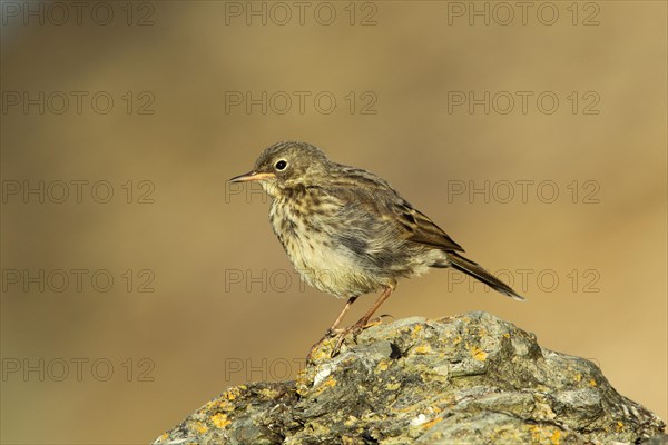 Rock Pipit (Anthus petrosus)