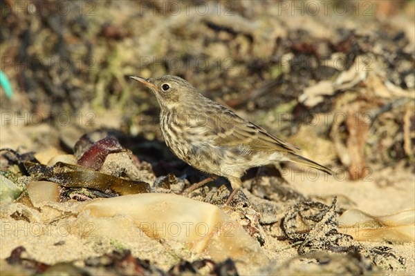 Rock Pipit (Anthus petrosus)