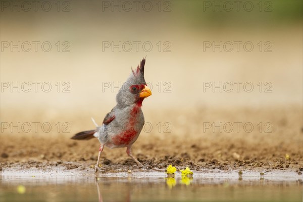 Pyrrhuloxia (Cardinalis sinuatus)