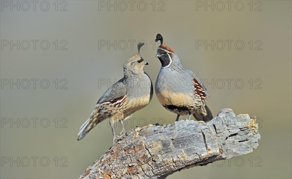 Gambel's Quail (Callipepla gambelii)