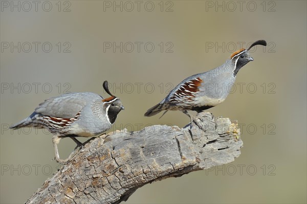 Gambel's Quail (Callipepla gambelii)