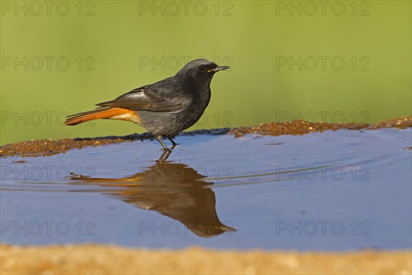 Black Redstart (Phoenicurus ochruros)