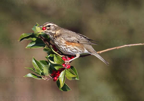 Redwing (Turdus iliacus)