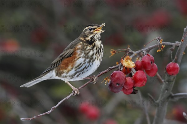 Redwing (Turdus iliacus)