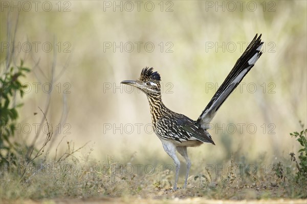 Greater Roadrunner (Geococcyx californianus)