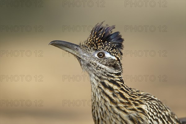 Greater Roadrunner (Geococcyx californianus)