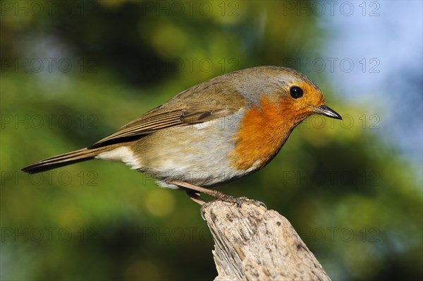 European Robin (Erithacus rubecula)