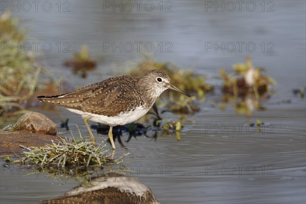 Green Sandpiper (Tringa ochropus)