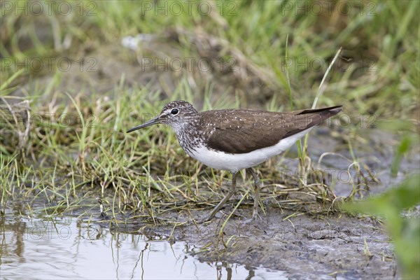 Green Sandpiper (Tringa ochropus)