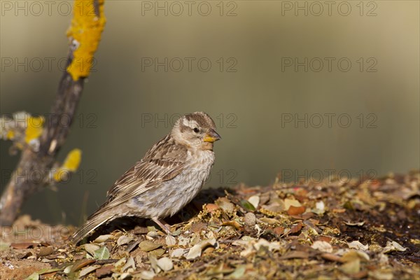 Rock Sparrow (Petronia petronia)